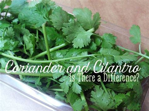 coriander in tagalog meaning